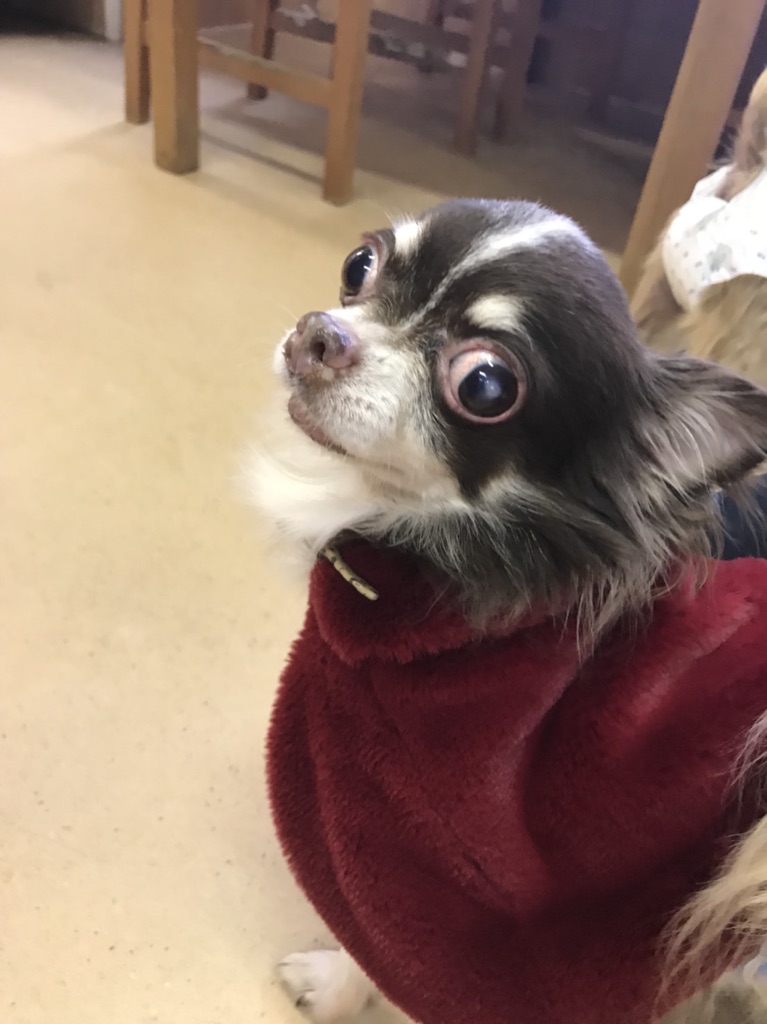 【今日の里帰りワンコ🐶チワワちゃんたちがいっぱい💓】